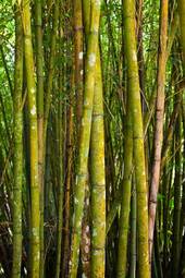 Naklejka azja roślinność las bambus