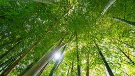 Fototapeta japonia bambus gałąź liść zielony