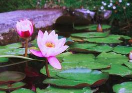Fotoroleta roślina kwitnący orientalne ogród woda