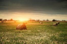 Obraz na płótnie trawa wieś pejzaż żyto ziarno