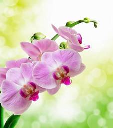 Fotoroleta kwiat storczyka