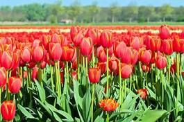 Naklejka widok europa wiejski tulipan