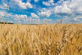 Naklejka rolnictwo lato niebo jedzenie