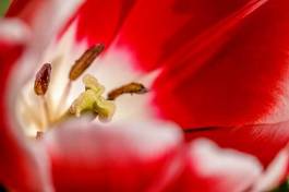 Naklejka tulipan roślina kwiat makro