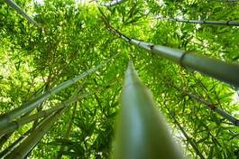 Naklejka tropikalny bambus azja