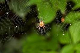 Naklejka zwierzę natura pająk