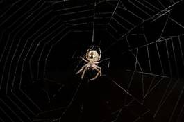 Fototapeta pająk zwierzę natura noc czarny
