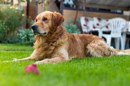 Plakat pies na trawniku
