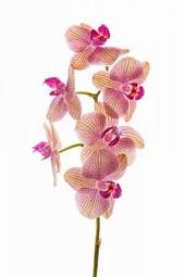 Plakat ogród storczyk orhidea pąk egzotyczny