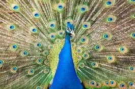 Fotoroleta ptak oko piękny ładny
