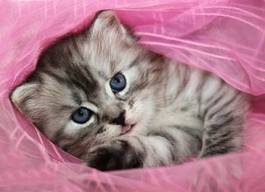 Fotoroleta kociak w różowym tiulu