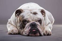 Naklejka leżący bulldog