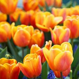 Plakat natura roślina tulipan kwiat ogród