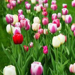 Obraz na płótnie natura kwiat bukiet miłość tulipan