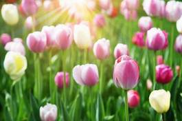 Fotoroleta lato tulipan bukiet