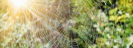 Fotoroleta pająk natura niebezpieczeństwo www