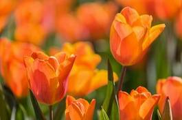 Naklejka roślina tulipan natura holandia pole