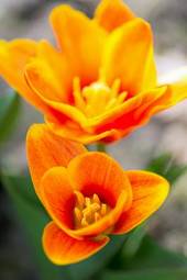 Naklejka natura tulipan europa