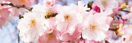 Naklejka ogród japoński pyłek ogród