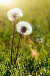 Fotoroleta trawa łąka kwiat natura
