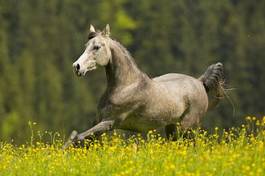 Fotoroleta miłość klacz wierzba koń