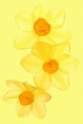 Obraz na płótnie narcyz kwiat kwiatowy żółty 