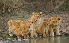Obraz na płótnie kot lew afryka fauna
