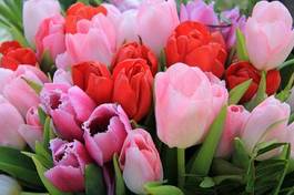Naklejka kwiat tulipan natura bukiet czerwony
