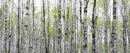 Naklejka szwecja las świeży brzoza
