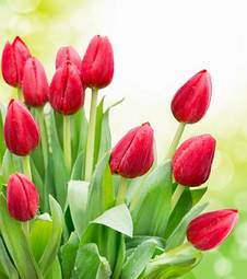 Fotoroleta tulipan miłość lato piękny roślina