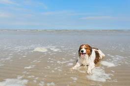 Plakat holandia zwierzę plaża zabawa pies