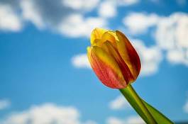 Naklejka tulipan niebo kwiat natura