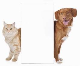 Obraz na płótnie pies i kot chowają się za ścianą