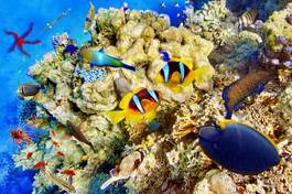 Fotoroleta malediwy koral morze