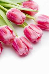 Plakat kwiat tulipan roślina bukiet natura
