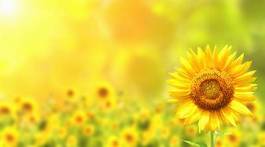 Obraz na płótnie słońce rolnictwo kwiat