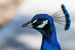 Plakat zwierzę ptak piękny oko