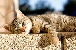 Fotoroleta kot leżący na murze