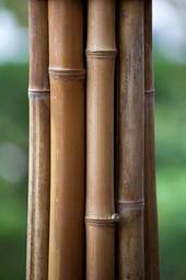 Naklejka gałązka orientalne bambus natura dżungla