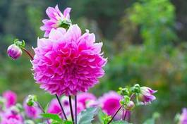 Naklejka ogród bukiet miłość rosa
