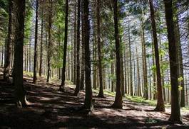 Fotoroleta zdrowie natura sosna zdrowy las