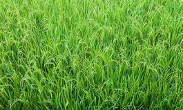 Fotoroleta świeży jedzenie żniwa trawa
