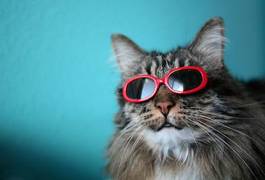 Fototapeta zabawa zwierzę słońce ładny kot