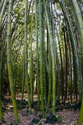 Fotoroleta kalifornia bambus natura las piękny