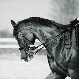 Fotoroleta jazda konna portret wiejski koń