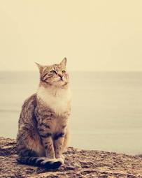 Naklejka kot siedzi na plaży