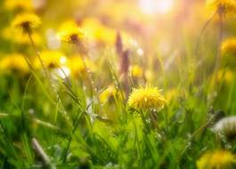 Fototapeta wiejski kwiat piękny trawa