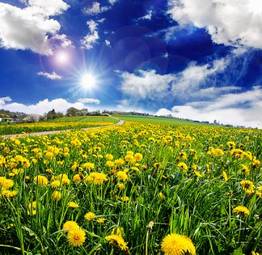 Fototapeta mniszek trawa słońce pyłek
