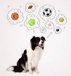 Plakat uroczy pies myśli o piłkach