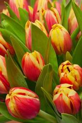 Naklejka pąk bukiet tulipan